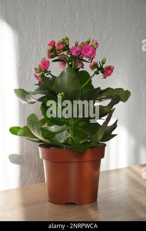 Pianta rosa Kalanchoe Blossfeldiana nel vaso Foto Stock