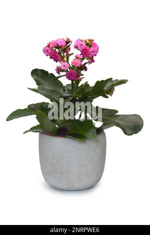 Kalanchoe Blossfeldiana rosa pianta in vaso isolato su sfondo bianco Foto Stock