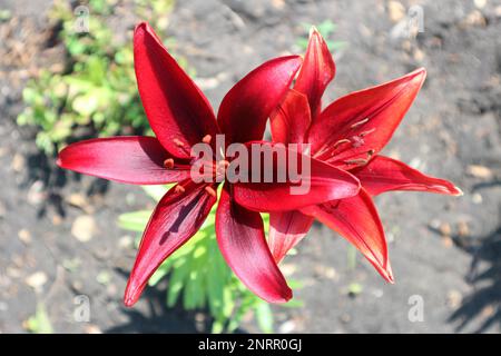 Asiatic ibrido giglio 'Blackout' due fiori rosso scuro in una giornata di sole. Foto Stock