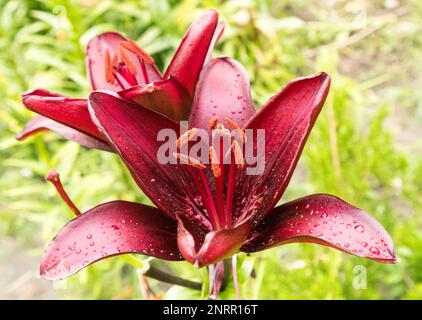 Asiatic ibrido giglio 'Blackout' fiori rosso scuro con gocce. Foto Stock
