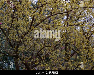 Primo piano dei fiori gialli invernali Cornus officinalis o ciliegia di mais giapponese. Foto Stock