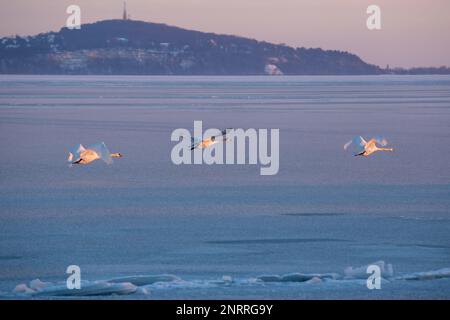 Tre cigni muti che volano sul lago Balaton di Ungheria in inverno Foto Stock