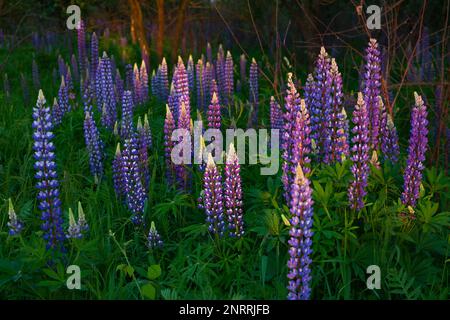 Primo piano i lupini viola fioriscono al tramonto in primavera o all'inizio dell'estate. Foto Stock