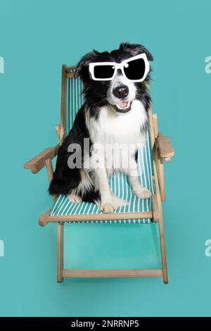 Ritratto estivo. Border collie cane seduto su una sedia da spiaggia con felice espressione viso e indossare occhiali da sole. Isolato su sfondo blu Foto Stock