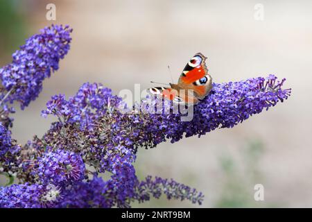 Farfalla Peacock che si nuota sui fiori di un buco buddleia in un giardino inglese, Regno Unito Foto Stock