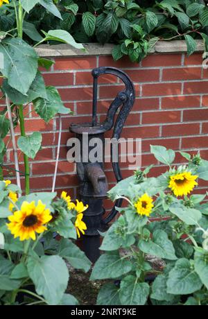 Girasoli nani che crescono vicino ad una vecchia pompa dell'acqua di mano di fronte ad un muro di mattoni rossi in un giardino di campagna inglese, Regno Unito Foto Stock