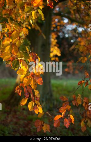 Colori autunnali in una mattina misteriosa a Norfolk, Regno Unito Foto Stock