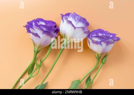 Primo piano di piante fiorite di Lisianthus o di Eustoma di blu viola scuro e fiore bianco o di vistosa prateria genziana texana bluebells fioritura isolata Foto Stock