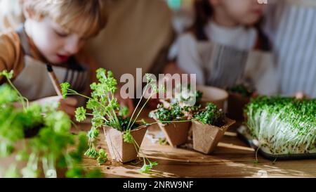 Primo piano di famiglia che pianta le erbe insieme alla primavera. Foto Stock