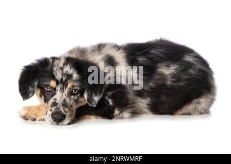 Vecchio cucciolo di mandria tedesco giacente isolato su sfondo bianco Foto Stock