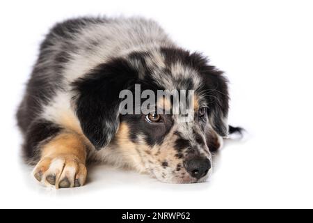 Vecchio cucciolo di mandria tedesco giacente isolato su sfondo bianco Foto Stock