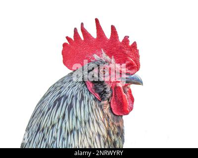 testa di un gallo. isolato su bianco Foto Stock