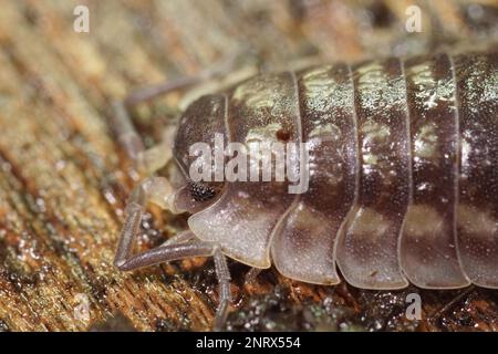 Dettaglio primo piano su una piovana lucida comune, Oniscus asellus su un pezzo di legno Foto Stock