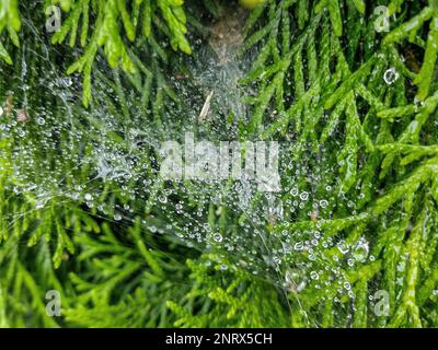 spruzzi d'acqua dopo la pioggia sul ragnatela di un ragno Foto Stock