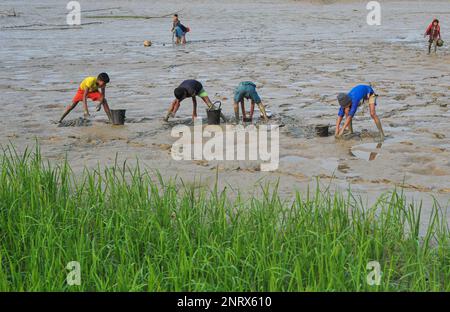 Non esclusiva: 27 febbraio 2023 a Sylhet-Bangladesh: I bambini rurali stanno raccogliendo pesci con le mani del fango. Mentre tutti gli abitanti del villaggio sono occupati Foto Stock