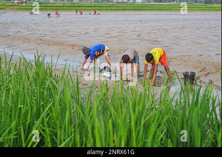 Non esclusiva: 27 febbraio 2023 a Sylhet-Bangladesh: I bambini rurali stanno raccogliendo pesci con le mani del fango. Mentre tutti gli abitanti del villaggio sono occupati Foto Stock