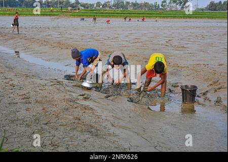 Non esclusiva: 27 febbraio 2023 a Sylhet-Bangladesh: I bambini rurali stanno raccogliendo pesci con le mani del fango. Mentre tutti gli abitanti del villaggio sono occupati Foto Stock