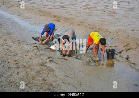 Non esclusiva: 27 febbraio 2023 a Sylhet-Bangladesh: I bambini rurali stanno raccogliendo pesci con le mani del fango. Mentre tutti gli abitanti del villaggio sono occupati Foto Stock
