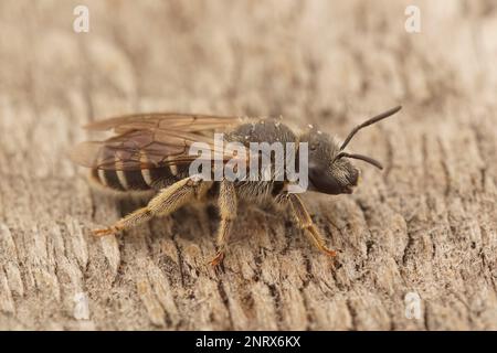 Particolare primo piano su un'ape mediterranea di solco con estremità femminile, Halictus seduto su legno Foto Stock