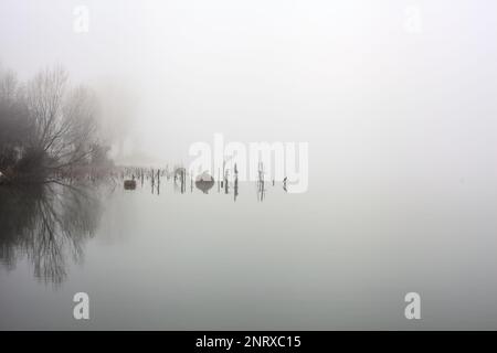 Pali e piante di un boschetto vicino alla riva del lago in una giornata di nebbia in inverno Foto Stock