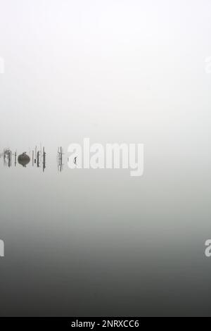 Pali e piante di un boschetto vicino alla riva del lago in una giornata di nebbia in inverno Foto Stock