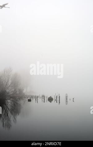 Pali e piante di un boschetto vicino alla riva del lago in una giornata di nebbia in inverno Foto Stock