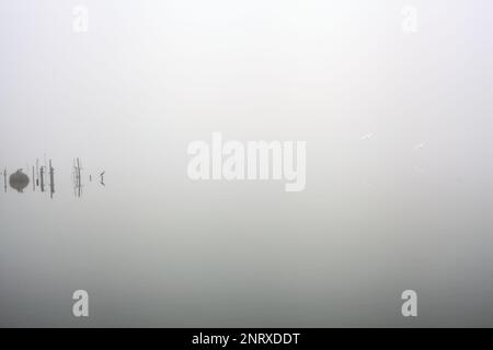 Pali e piante di un boschetto vicino alla riva del lago in una giornata di nebbia in inverno Foto Stock