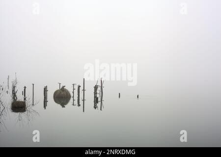 Pali e piante di un boschetto vicino alla riva del lago in una giornata di nebbia in inverno Foto Stock