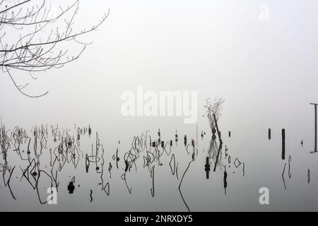 Pali e piante di un boschetto vicino alla riva del lago in una giornata di nebbia in inverno Foto Stock