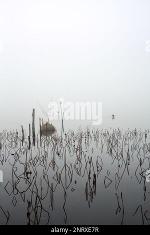 Pali e piante di un boschetto vicino alla riva del lago in una giornata di nebbia in inverno Foto Stock