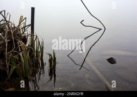 Pali e piante di un boschetto vicino alla riva del lago in una giornata di nebbia in inverno Foto Stock