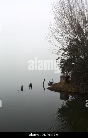 Pali e piante di un boschetto vicino alla riva del lago in una giornata di nebbia in inverno Foto Stock