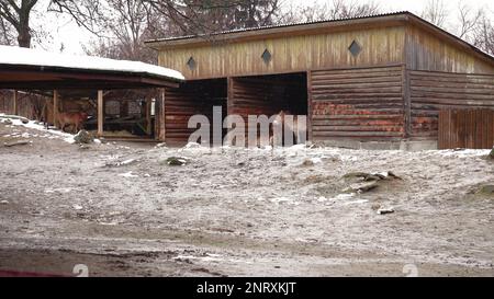 In una fredda giornata innevata, i cavalli di Przewalski si trovano in una recinzione e si nascondono dalla neve. Sul punto di estinzione. Cavallo raro Foto Stock