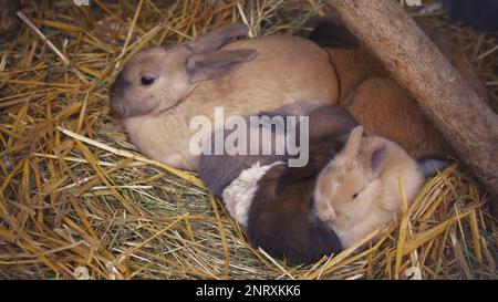 Simbolo del nuovo anno. Conigli grandi e piccoli neri, marroni, bianchi e neri si siedono insieme e si crogiolano. Famiglia. Animali domestici carini. Famiglia di coniglio Foto Stock