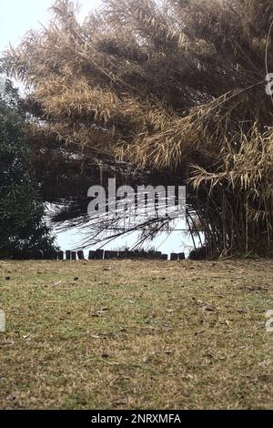 Canne dalla riva del lago in una giornata di nebbia d'inverno Foto Stock