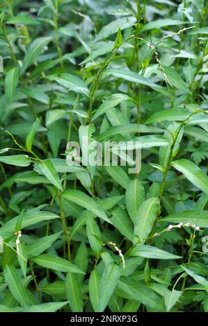 Persicaria hydropiper cresce tra le erbe in natura Foto Stock