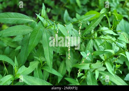 Persicaria hydropiper cresce tra le erbe in natura Foto Stock