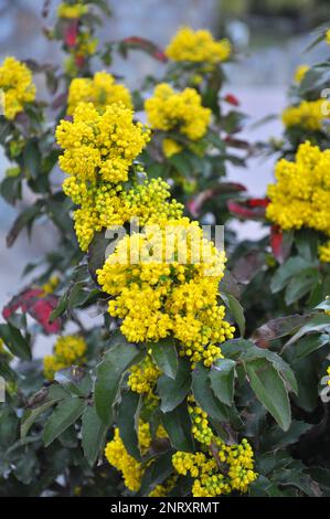 L'arbusto sempreverde Mahonia aquifolium è usato per il paesaggio Foto Stock