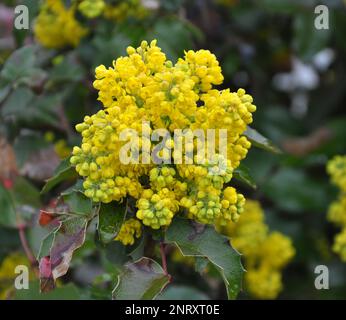 L'arbusto sempreverde Mahonia aquifolium è usato per il paesaggio Foto Stock