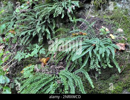 Asplenium trichomanes felce cresce su una pietra in natura nella foresta Foto Stock