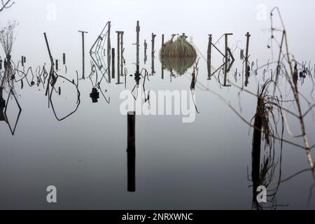 Pali e piante di un boschetto vicino alla riva del lago in una giornata di nebbia in inverno Foto Stock