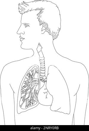 Il disegno della linea medica in bianco e nero che mostra un uomo nel profilo, polmoni e sistema respiratorio, mostrato sono bronchi di sinistra, cuore, trachea (tubo del vento), e polmoni. Foto Stock