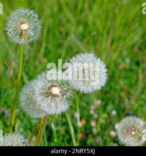 Dente di leone sbiadito, Taraxacum officinale, dente di leone Foto Stock