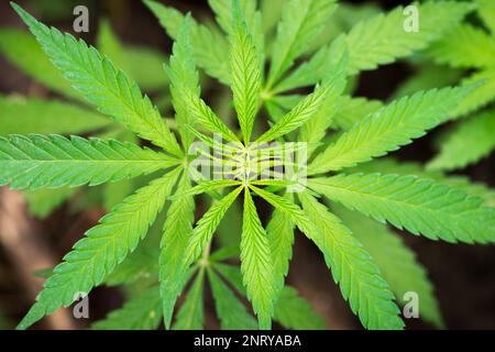 Piante di vegetazione marijuana. Coltivazione di cannabis. Pianta di marijuana. Cannabis Foto Stock