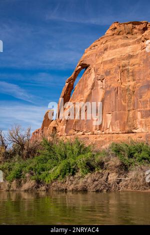 Jug Handle Arch è un arco quasi verticale in arenaria di Wingate vicino al fiume Colorado vicino a Moab, Utah. Foto Stock