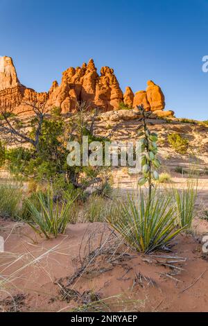 I fiori di Yucca fioriscono nella sabbia di fronte alle formazioni di arenaria Entrada delle rocce Navajo vicino a Moab, Utah. Foto Stock