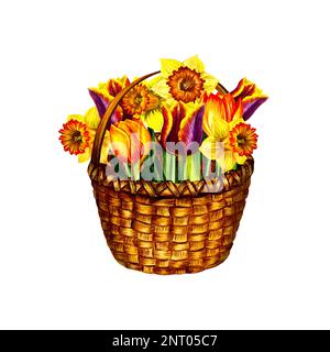 Primavera fiori tulipani e narcisi in un cesto di vimini. Isolare su sfondo bianco. Acquerello a mano. Per biglietti d'auguri, stampa biglietti da visita, sti Foto Stock