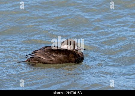 Comune scoter (Melanitta nigra) femmina anatra / anatra mare nuoto lungo la costa del Mare del Nord in inverno Foto Stock