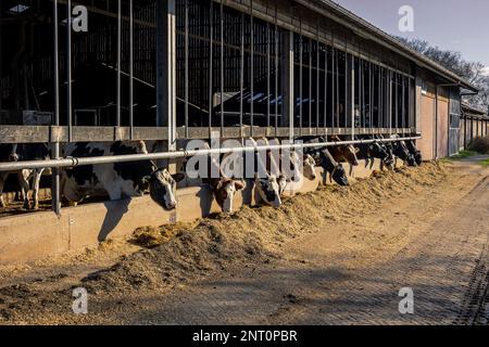 Un caseificio con mucche da latte che mangia il mangime dall'interno del fienile che si trova all'esterno di fronte al fienile, tipico quadro olandese, provincia di Drenthe, Th Foto Stock