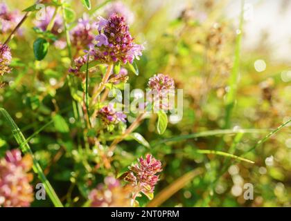 Fiori viola Thymus vulgaris comune Thyme, Giardino Thyme e verde erba estiva. Messa a fuoco selettiva su sfondo orizzontale, primo piano, spazio di copia. Th Foto Stock